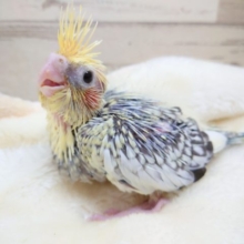 ｷﾚｲなスポット模様　オカメインコ　パールになります！　2021　10月22日