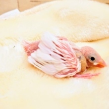 ちっちゃくても。。元気です！　白文鳥　2021　10月22日
