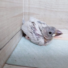 馴れ方が可愛いんですよ～～～　シルバー文鳥