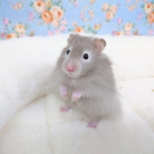 おっとりマイペースハムちゃん☆　セーブルハムスターになります！