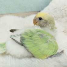 美！かなりｷﾚｲなコザクラインコ☆　パステル～～