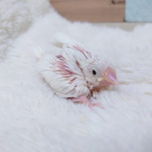 純白～～　真っ白ｷﾚｲな　白文鳥～～