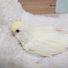 文句なしの大きさ！　ジャンボセキセイインコ　クリームです♪