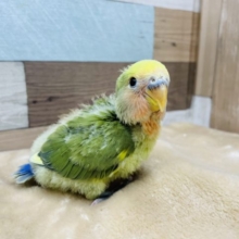 色鮮やかな可愛い仔！コザクラインコのヒナのタイガーチェリーオリーブカラー！