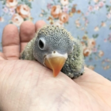 キエリクロボタンインコ　2021年9月生まれ