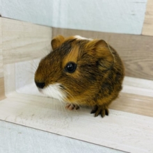 あのぉ…可愛すぎます♥イングリッシュモルモットさん！