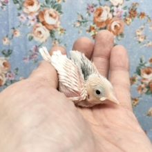 白文鳥　2021年9月生まれ