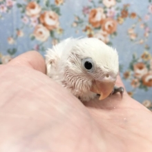 シロボタンインコ　2021年9月生まれ