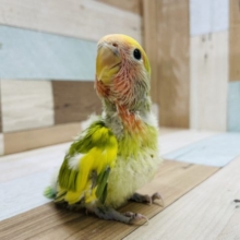 ベタ馴れの予感！？コザクラインコのヒナのタイガーチェリーカラー！