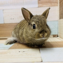 詰まったお顔のドワーフラビットちゃん♡