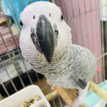 なでなで待ち……甘えんボーイのヨウムくん☆