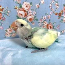 コザクラインコ  オパーリンブルーチェリーパイド  10/26