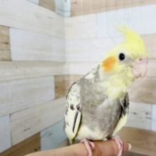 超ホヤホヤ最新画像☆お食事は上品に〜♪オカメインコヒナ(パールパイド)