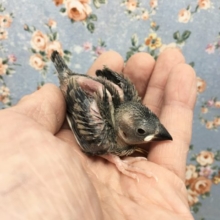 桜文鳥　2021年9月生まれ