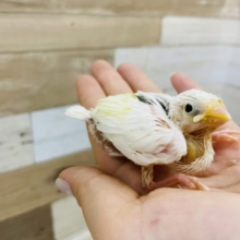 人気の白文鳥ヒナさん来ました★