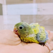 ちっちゃな天使♡マメルリハヒナ(アメリカンイエロー)