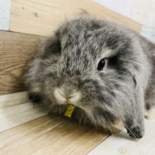 可愛すぎますって……ロップイヤー(チンチラ)