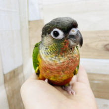 超ホヤホヤ最新画像☆性格が良い！！ワキコガネウロコインコヒナのレッド！