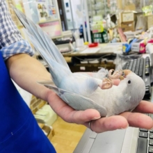 にぎころ練習中☆淡い色に見惚れる♥️オキナインコ(ブルーシナモン)