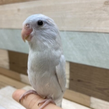 順調に馴れてます！マメルリハ　アメリカンホワイト
