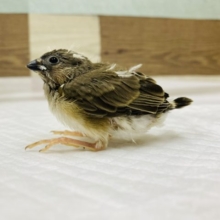 あほ毛が可愛い♡キンカ鳥　ノーマル