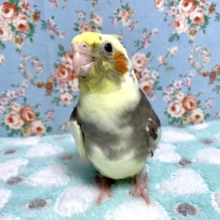 手乗りオカメインコ　パイド　10月12日