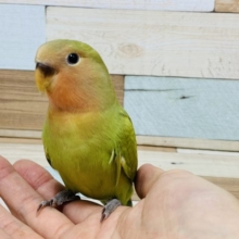 ちょっと珍しいですねっ♪　コザクラインコ　スパングル～～