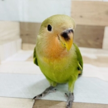 超ホヤホヤ最新画像☆首元でリラックス♡小桜インコ(ノーマル)