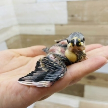 人気の桜文鳥ヒナさん来ました♪