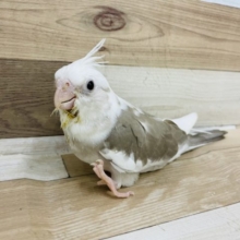 ビビりの赤ちゃん♡オカメインコヒナ(ホワイトフェイスシナモンパイド)