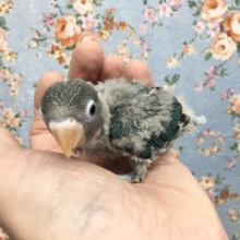 ブルーボタンインコ  2021年9月生まれ