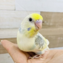 超ホヤホヤ最新画像☆キレイな柄です！セキセイインコのパステルレインボーパイドさん♥️