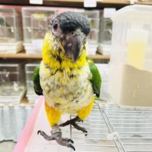超ホヤホヤ最新画像☆すぐゴロ〜ンとお腹出す！？甘え上手なズグロシロハラインコ！！