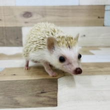 針の存在お忘れに…？？ハリネズミくん(シナモン)