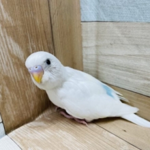 人気なインコさん！セキセイインコのヒナのダブルファクターカラー！
