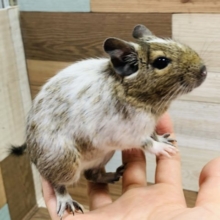 馴れてるデグーちゃん入舎してます♪