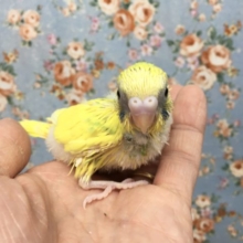 セキセイインコ(スパングルパイド)  2021年9月生まれ