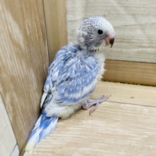 人気なインコさん！セキセイインコのヒナのライラックカラー！