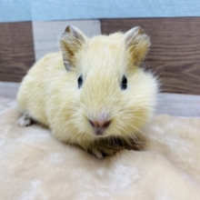 まだまだ手のひらサイズ！人気のイングリッシュモルモット