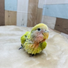 優しい雰囲気のインコさん！コザクラインコのヒナのアメリカンシナモンオパーリンカラー！