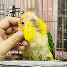 超ホヤホヤ最新画像★人が大好きな甘えん坊♡シロハラインコ！