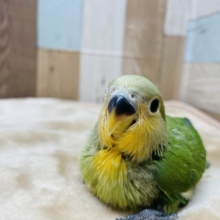 オレンジカラーの可愛いお顔！コザクラインコのヒナのオレンジフェイス！