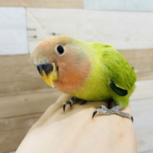 超ホヤホヤ最新画像☆カゴデビュー♥️コザクラインコヒナ(オパーリン)