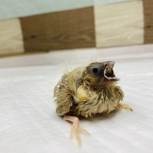 ワタワタあほ毛♡キンカ鳥　シナモン