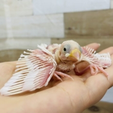 はげちゃびん♥白文鳥ヒナ！
