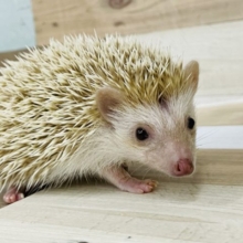 ツンデレですか？？ハリネズミちゃん(シナモン)