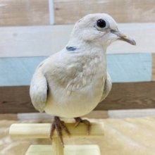 手乗りの鳩さんいますよ〜淡いカラーが綺麗なジュズカケバト