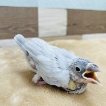 綺麗なシルバーちゃん！シルバー文鳥のヒナ来ました！
