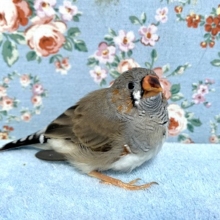 ていていていていていてーぃ♪♬♪♬　キンカチョウ　2021　９月９日　