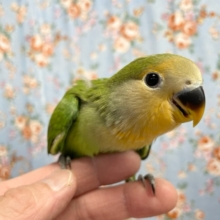 小桜インコ（オレンジフェース）　２０２１年９月生まれ